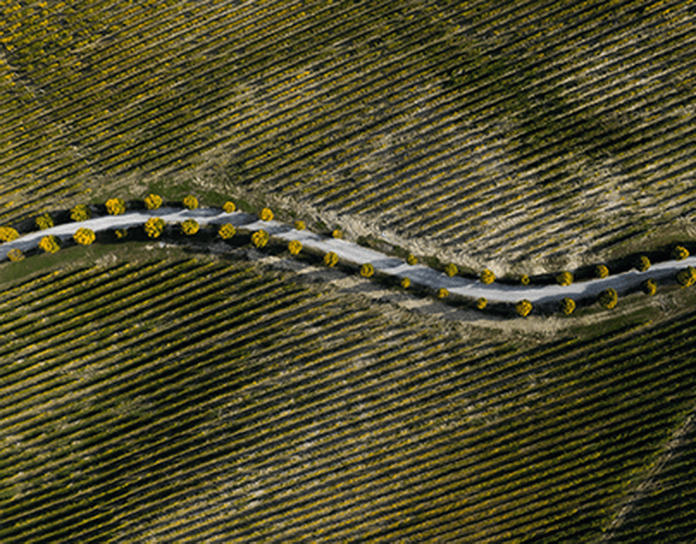 Познер заявил, что его выступление с Ургантом в Амстердаме было вне политики